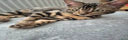 Bengal cats for sale: Bengal kittens for sale - Advert 7
