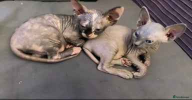 Sphynx cats - Advert 15