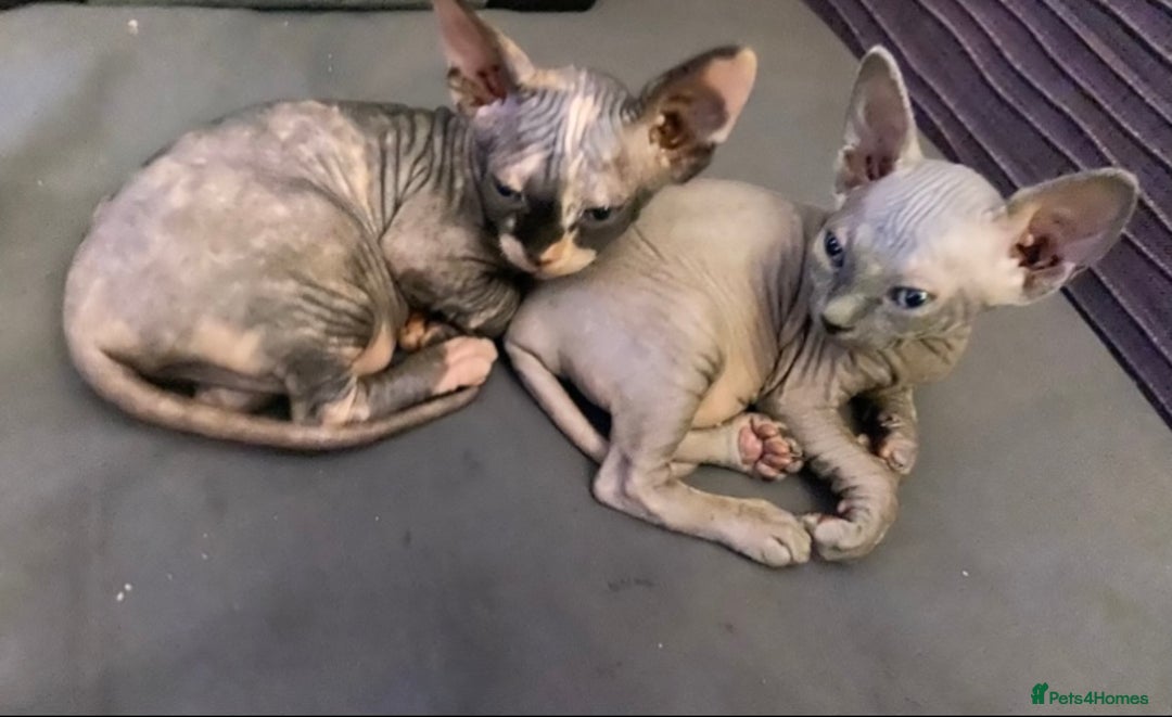 Sphynx cats for sale: 3 adorable Sphynx looking for their forever home  - Image 5