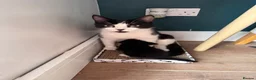 Mixed Breed cats for sale: Gorgeous Tuxedo Kittens looking for a new home  - Advert 11