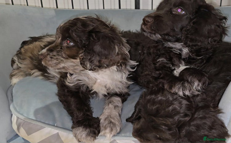 Cockapoo dogs - Advert 2