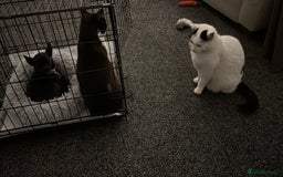 British Shorthair cats for sale: 2 loving beautiful cats  - Image 33