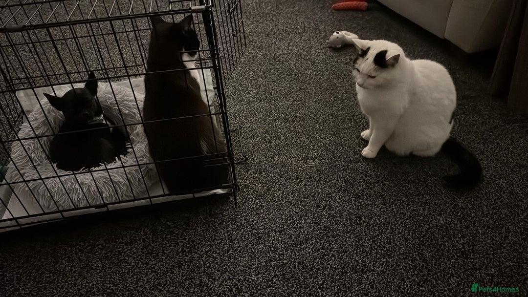 British Shorthair cats for sale: 2 loving beautiful cats  - Image 33