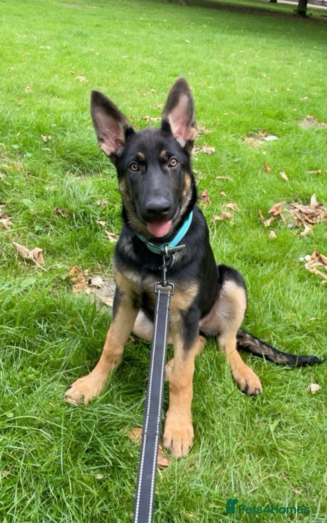 Mixed Breed birds for sale: German Shepherd - Advert 2