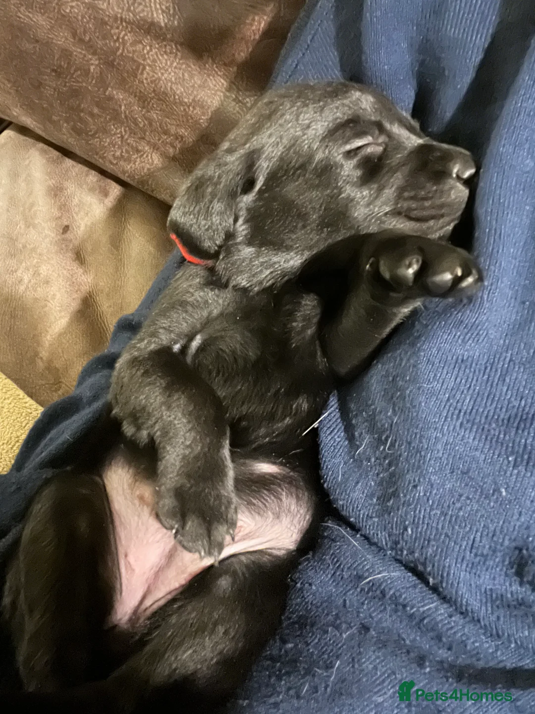 Labrador Retriever dogs for sale: Black and golden Labrador pups for sale  in Darlington - Advert 3