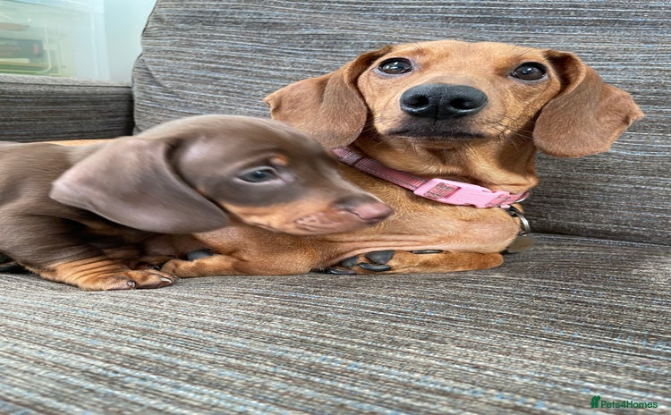 Dachshund dogs - Advert 1