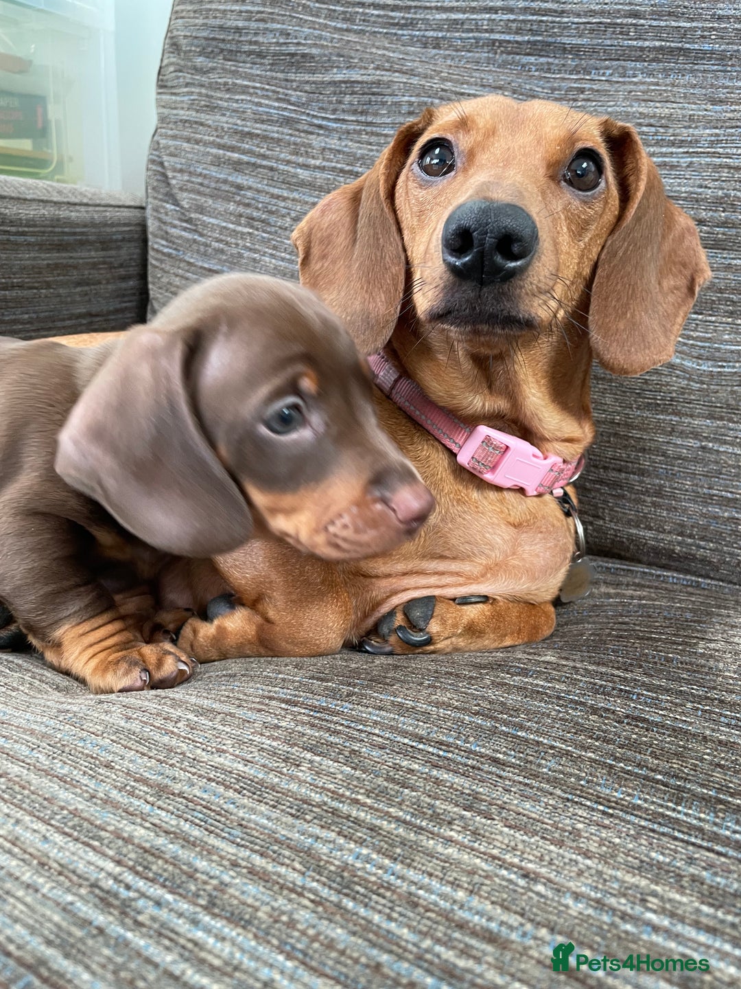 Dachshund dogs for sale: Beautiful male dachshund for sale  - Image 1