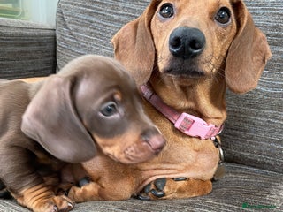 Dachshund dogs for sale - Advert 1