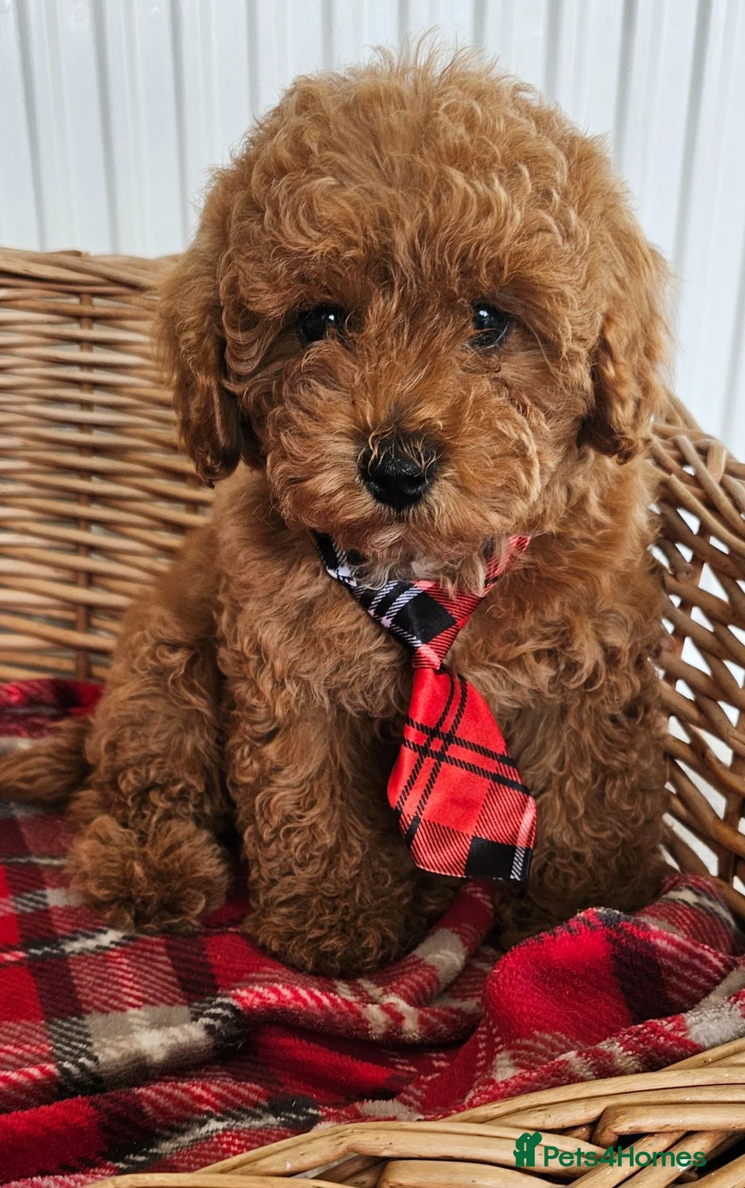 Cavapoo dogs for sale: 1 now Ready now fully vet checked report  - Advert 2