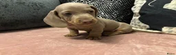 Dachshund dogs for sale: Isabella & Tan and chocolate Miniture Dachshund  in Dorchester - Advert 15