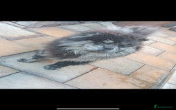 Chow Chow dogs for sale: Merle chow chow  - Image 1