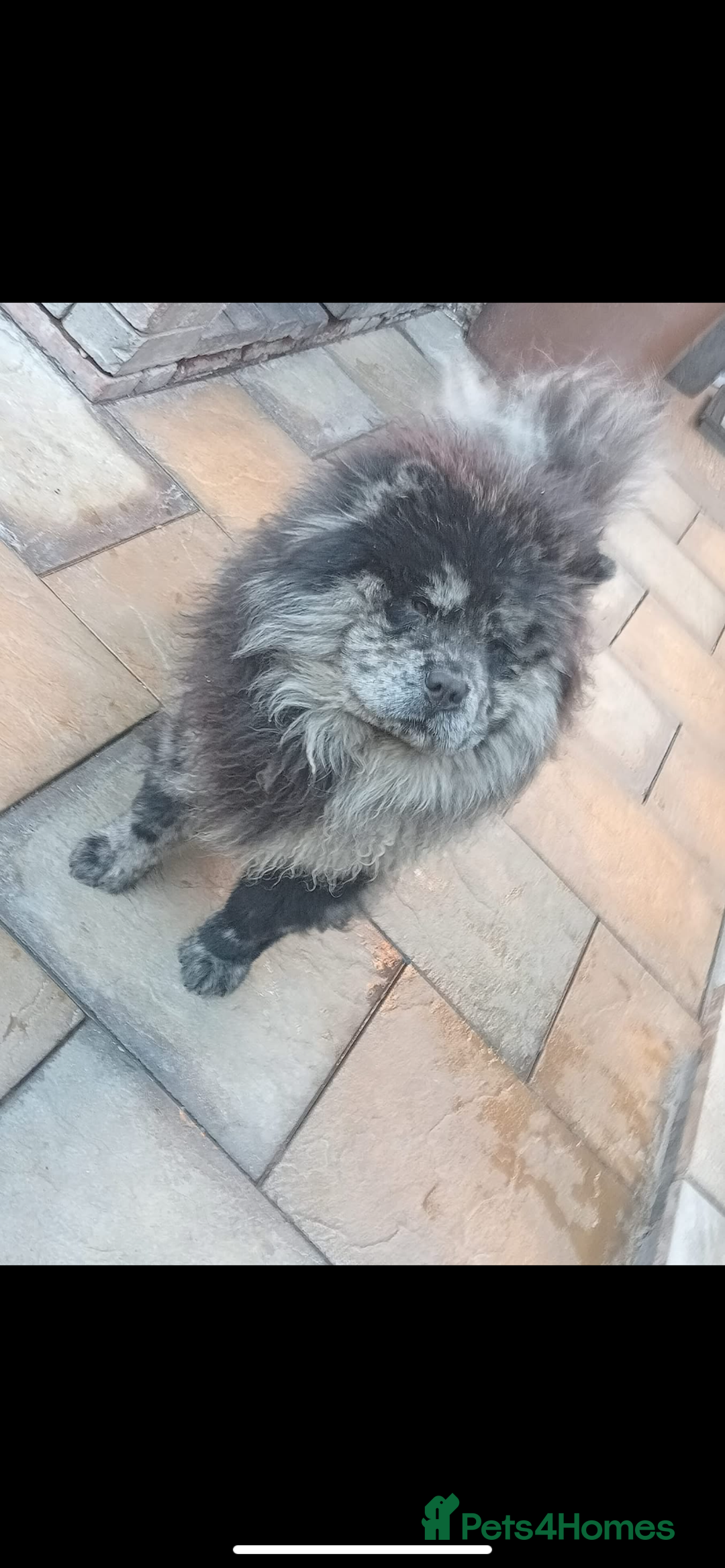 Chow Chow dogs for sale: Merle chow chow  - Image 1