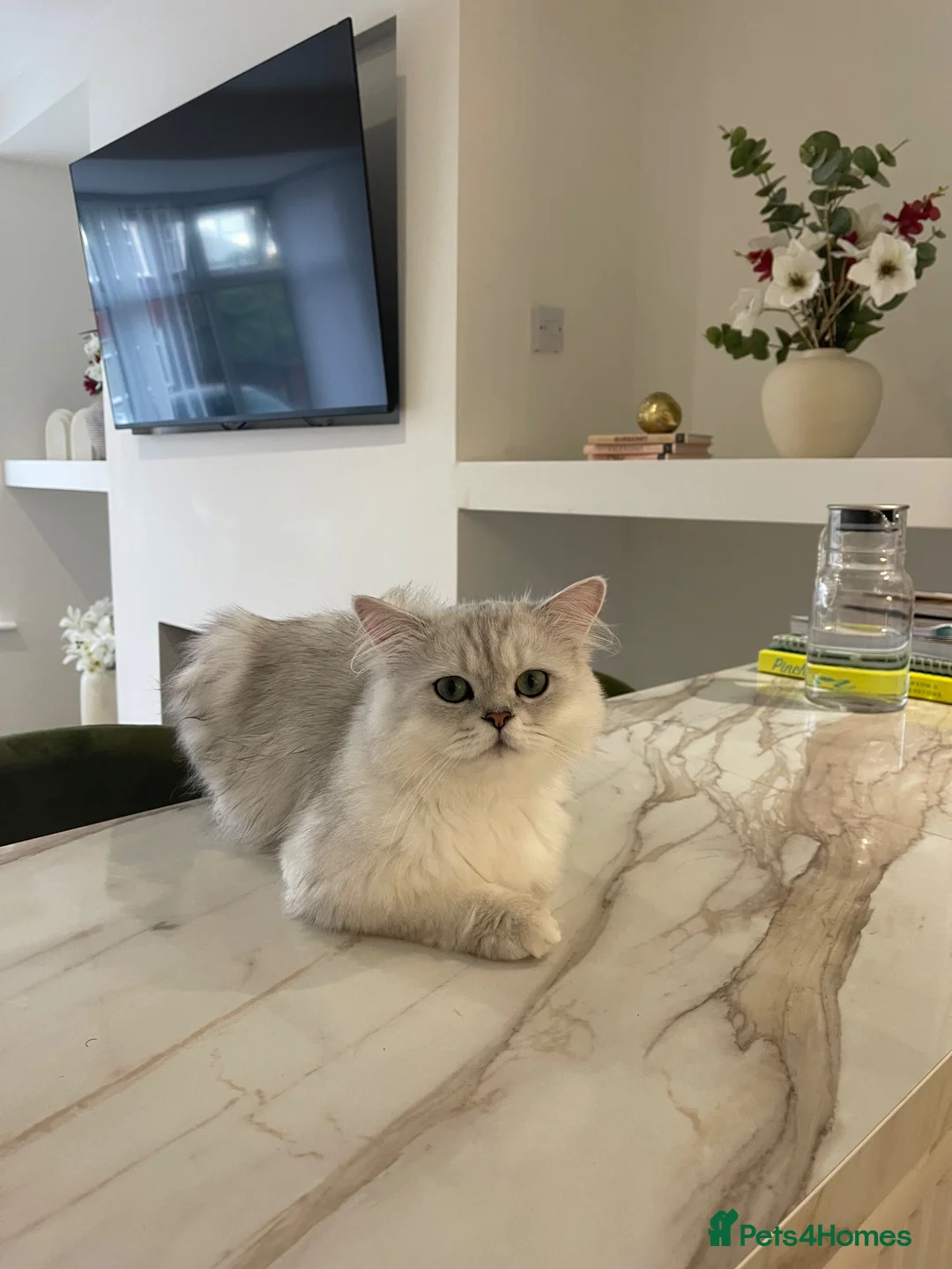 Persian cats for sale: Tilly -Beautiful Persian kitten 7 months  in Newcastle upon Tyne - Advert 2
