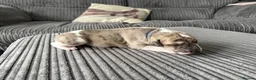 Whippet dogs for sale: Beautiful KC Registered Whippet Puppies - Advert 2