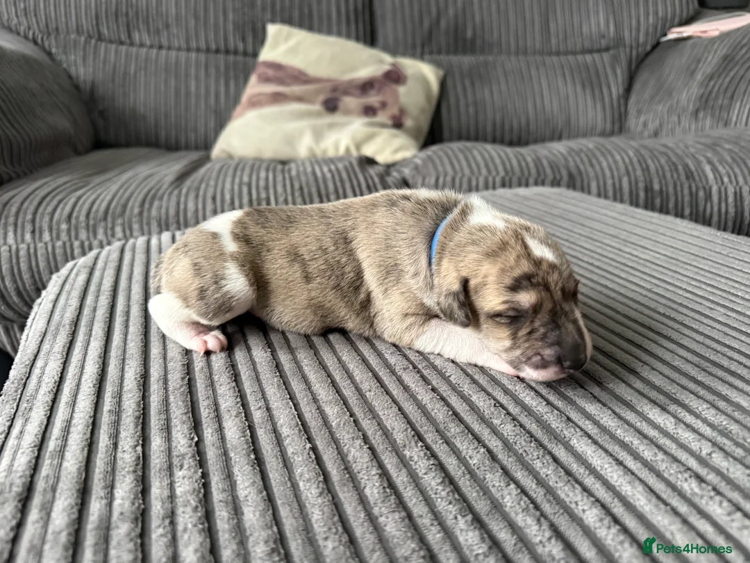 Whippet dogs for sale: Beautiful KC Registered Whippet Puppies - Advert 2