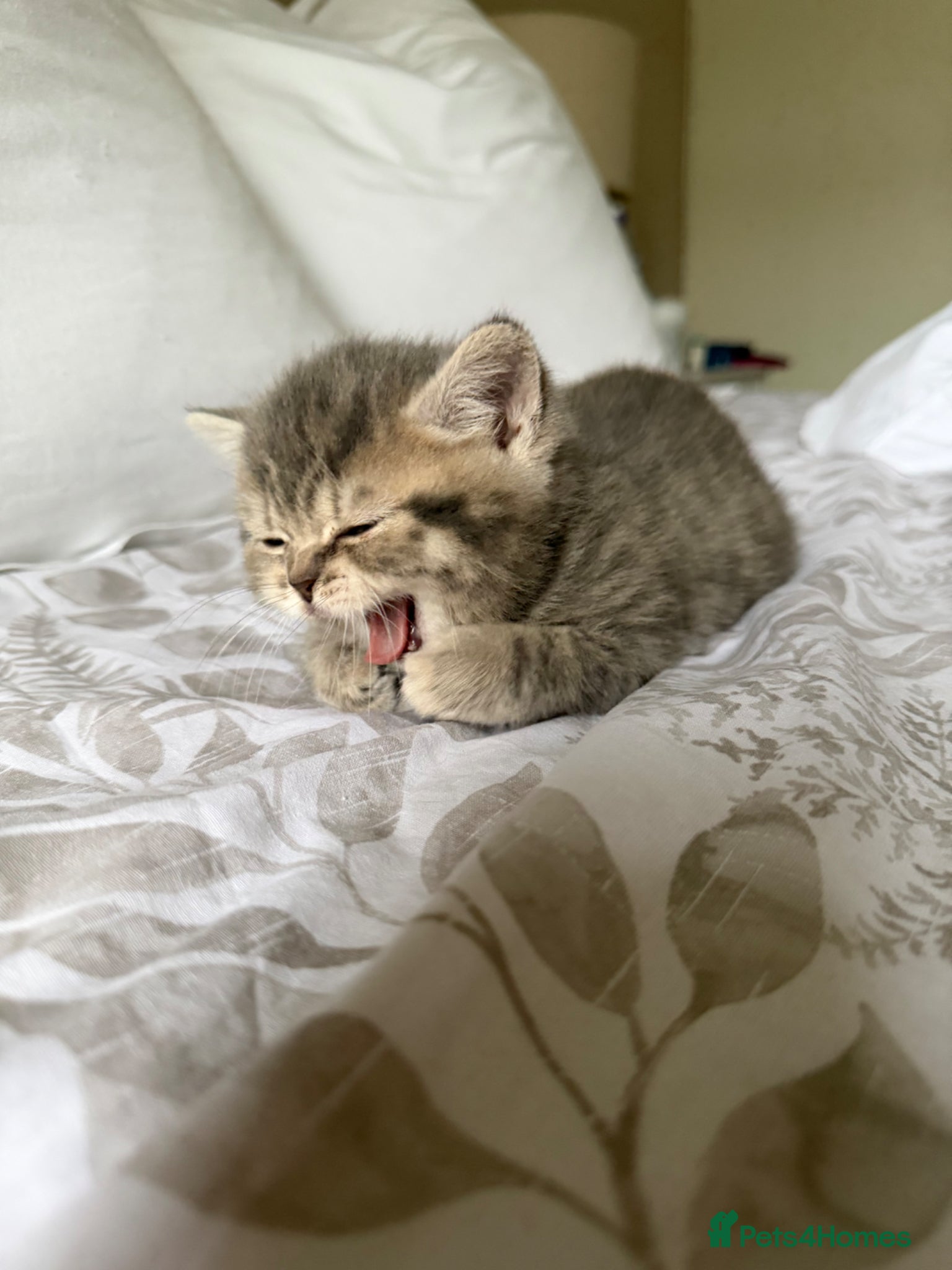 Scottish Fold cats Beautiful Scottish fold girls❤️  - Advert 12