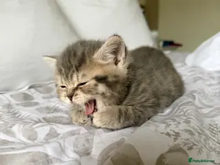 Scottish Fold cats Beautiful Scottish fold girls❤️ - Advert 12