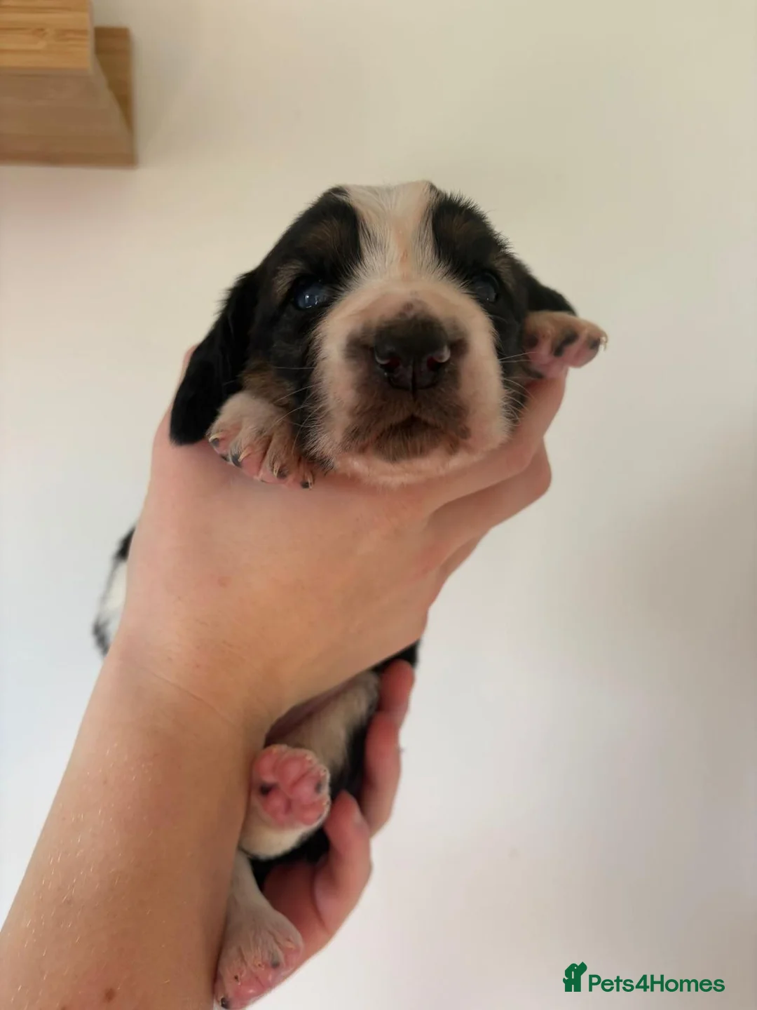 Basset Hound dogs for sale: One Beautiful Basset Hound Pup (Bertha) remaining. - Advert 31