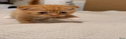 Scottish Fold cats for sale: Scottish Folds & Straights  - Advert 4