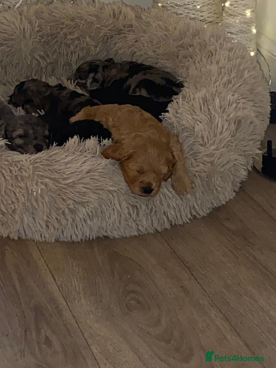 Cavapoochon dogs for sale: 6 cavapooschon puppies ready to go 18th January  - Advert 18