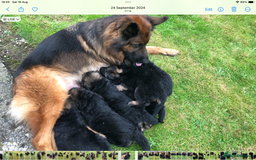 German Shepherd dogs for sale: Beautiful chunky long haired black, tan & red pups - Image 30