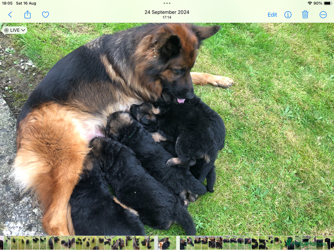 German Shepherd dogs for sale: Beautiful chunky long haired black, tan & red pups - Image 30