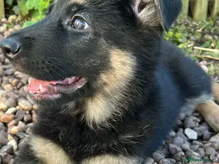 German Shepherd dogs One gorgeous KC reg GSD female left! - Advert 2