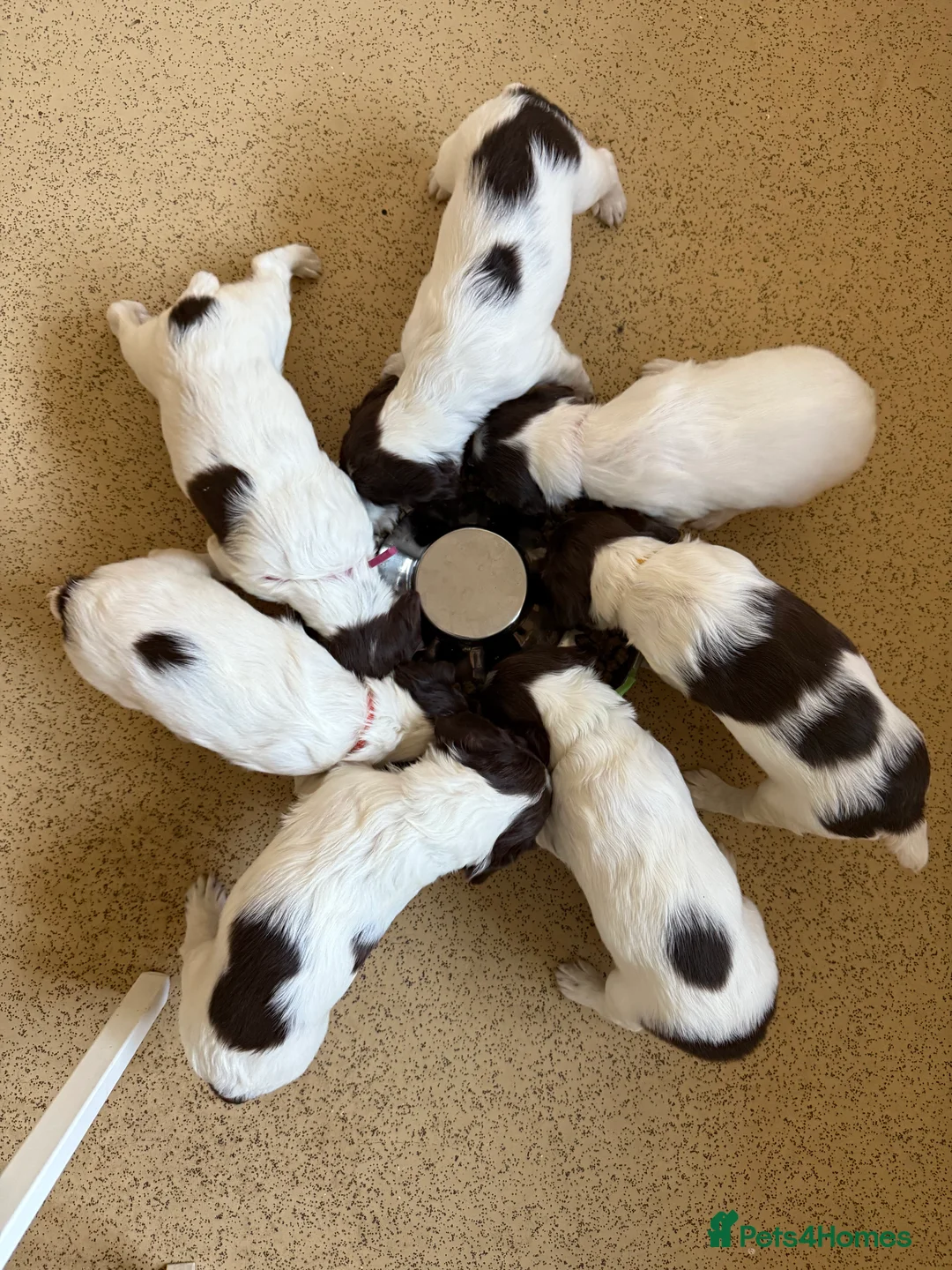 English Springer Spaniel dogs for sale: Beautiful bouncy English springer spaniel puppies - Advert 5