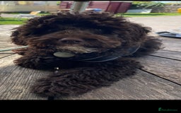 Cockapoo dogs for stud: Cockapoo for stud F2 chocolate proven  - Image 2