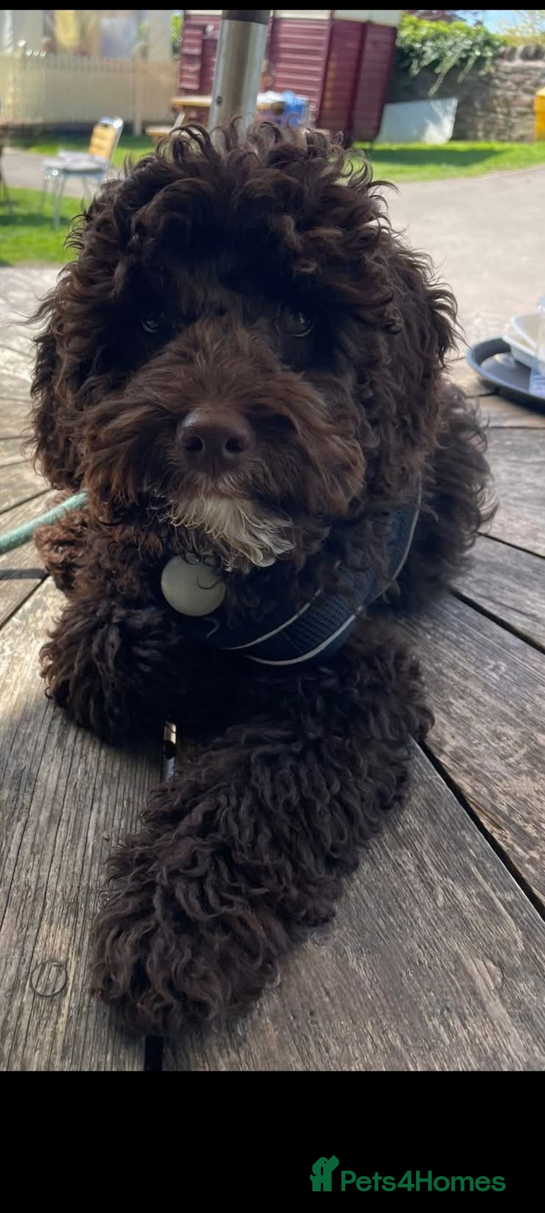 Cockapoo dogs for stud: Cockapoo for stud F2 chocolate proven  - Image 2