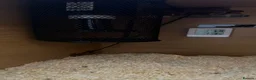 King Snake reptiles for sale: Mexican King Snake - One Year Old  - Advert 7