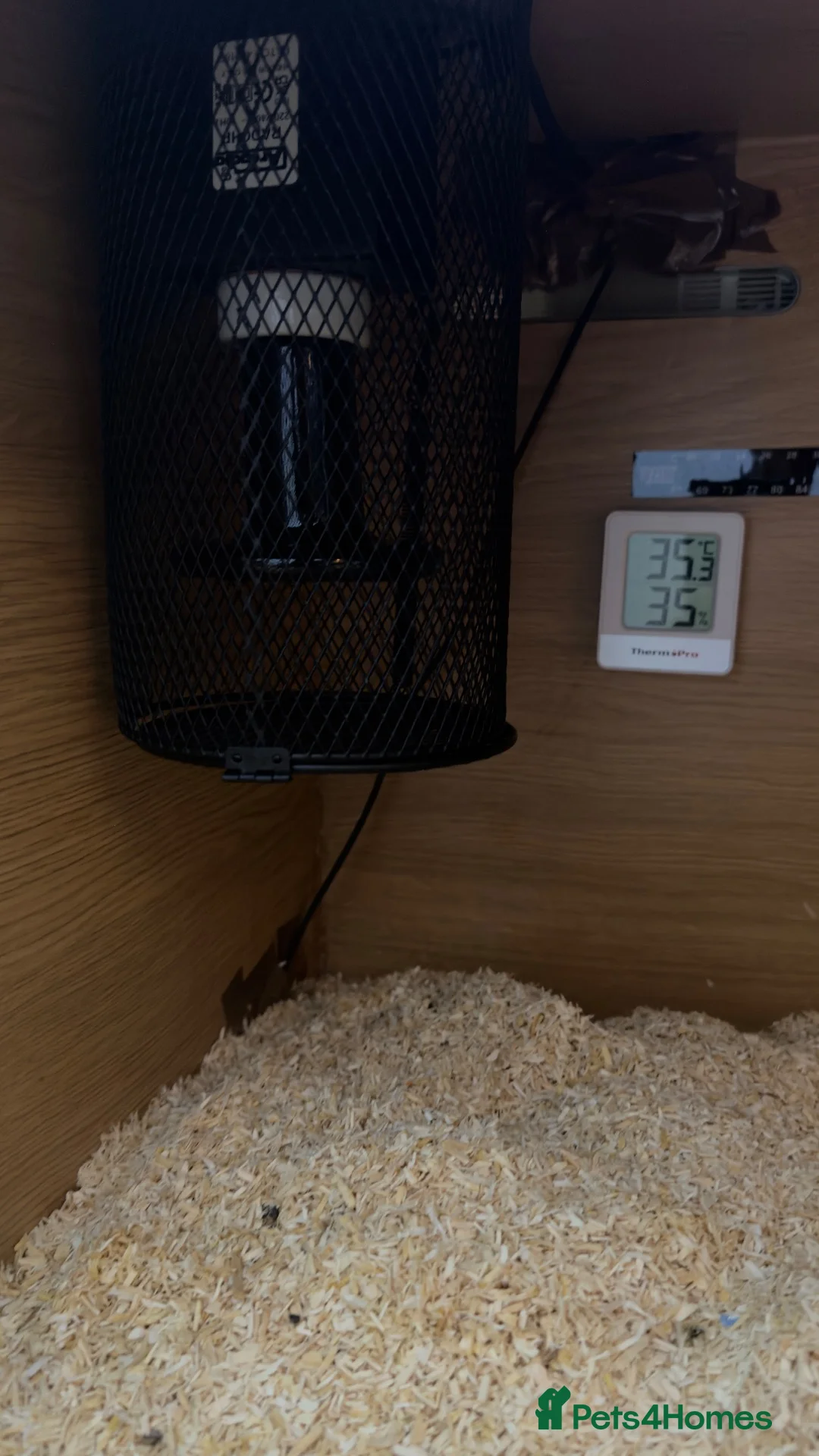 King Snake reptiles for sale: Mexican King Snake - One Year Old  - Advert 7
