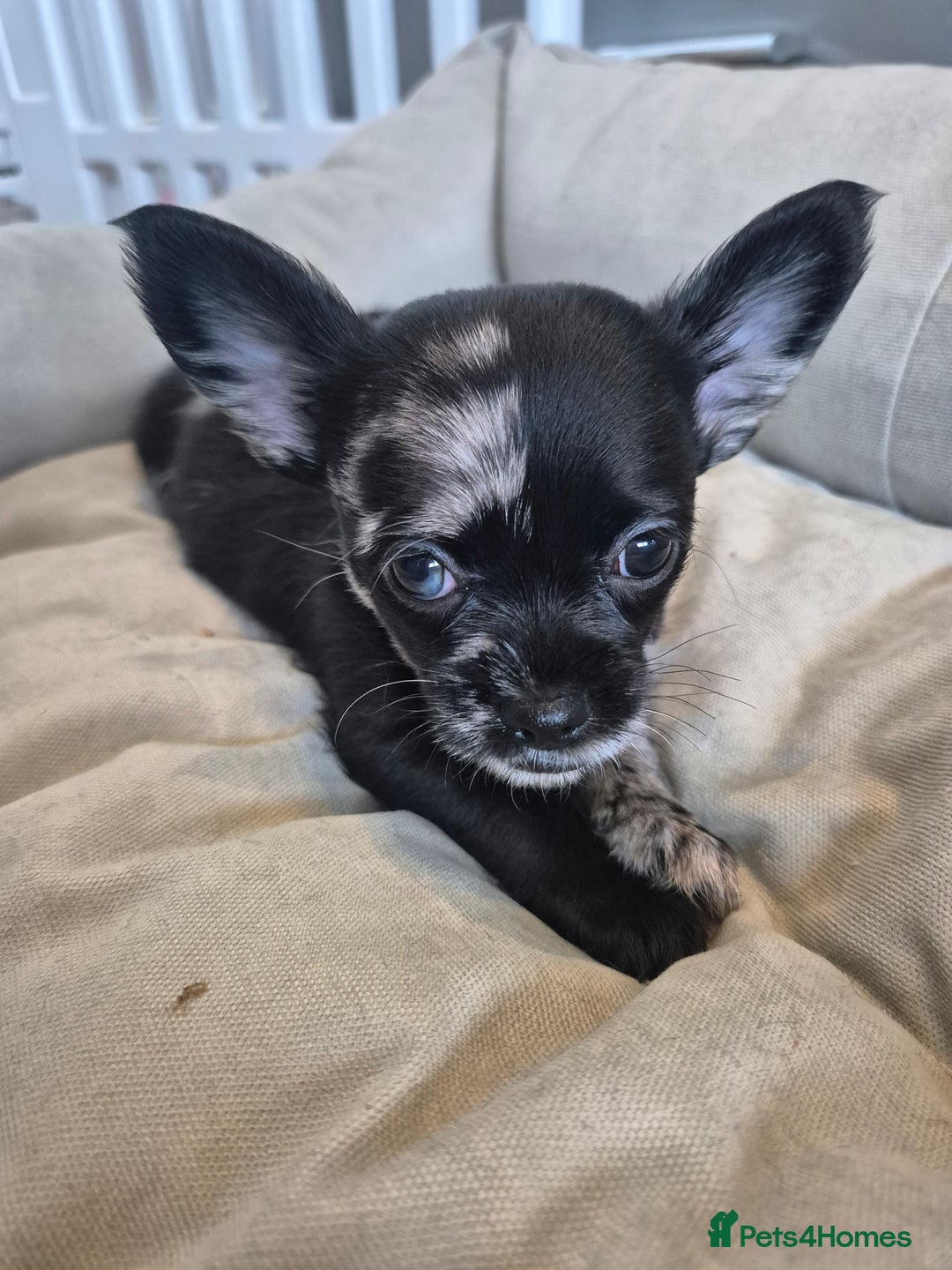 Chihuahua dogs for sale: 3 beautiful tiny pure breed chihuahua  - Advert 17