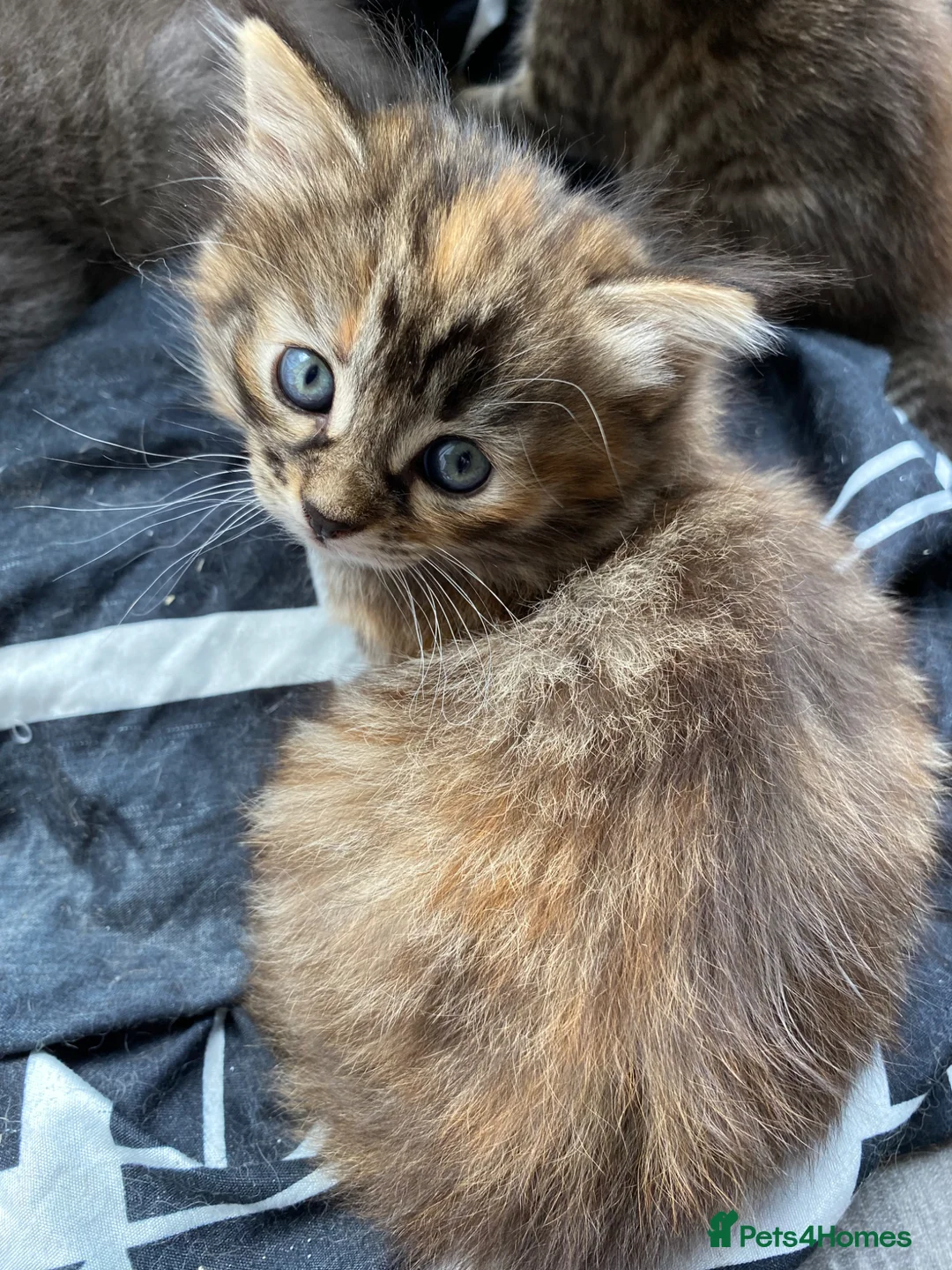 Mixed Breed cats for sale: 5 absolutely stunning kittens  - Advert 7
