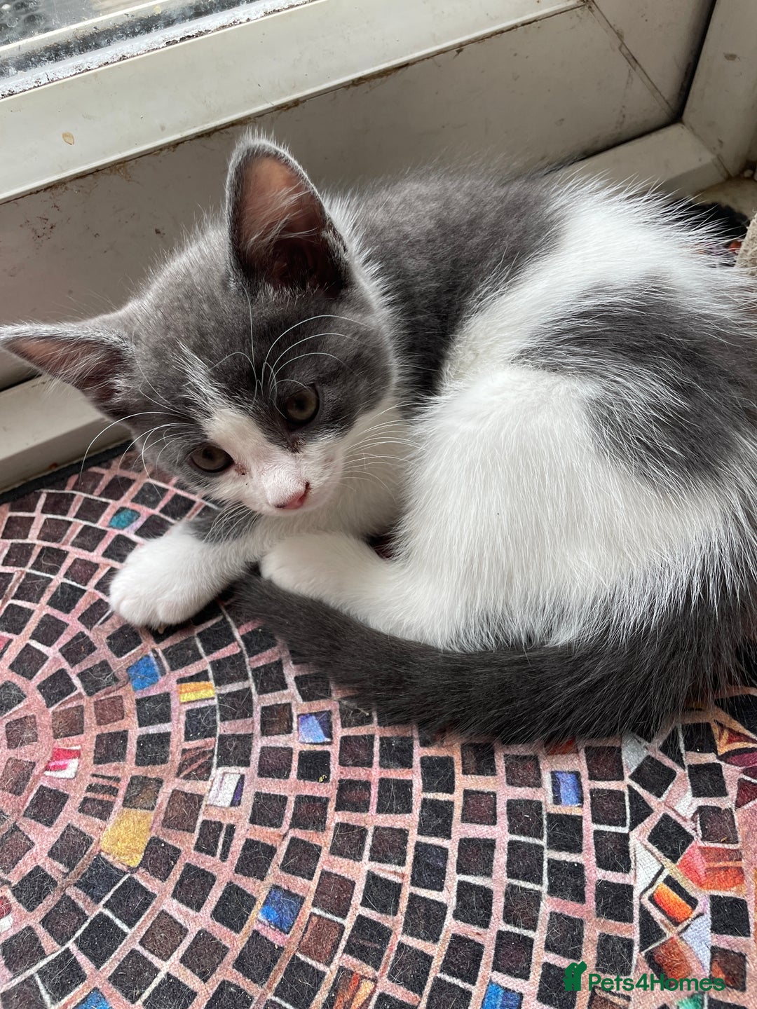 British Shorthair cats for sale: 2 BSH available next week for their forever family - Image 5