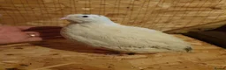 Mixed Breed birds for sale: 6-week-old Giant Polar male quail for sale. - Advert 3