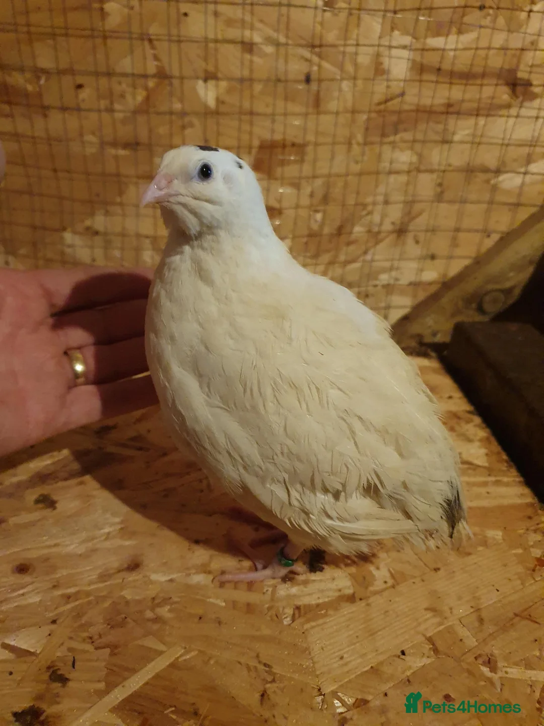 Mixed Breed birds for sale: 6-week-old Giant Polar male quail for sale. - Advert 3