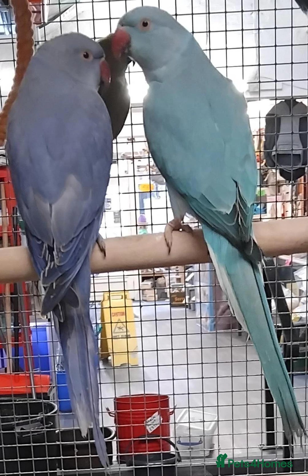 Parrots birds for sale: Xxx BIRDS/PARAKEETS/PARROTS xxX - Advert 31