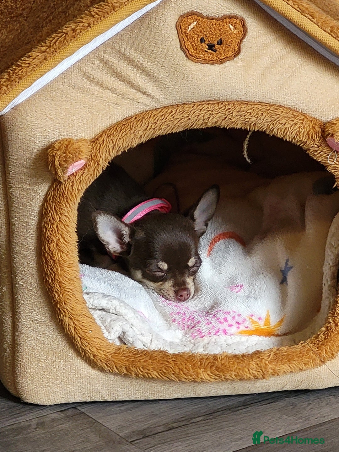 Chihuahua dogs for sale: Chihauhuas For Sale - Image 8