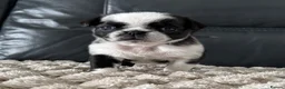 Pug dogs for sale: Black and white panda pug puppy male - Advert 6