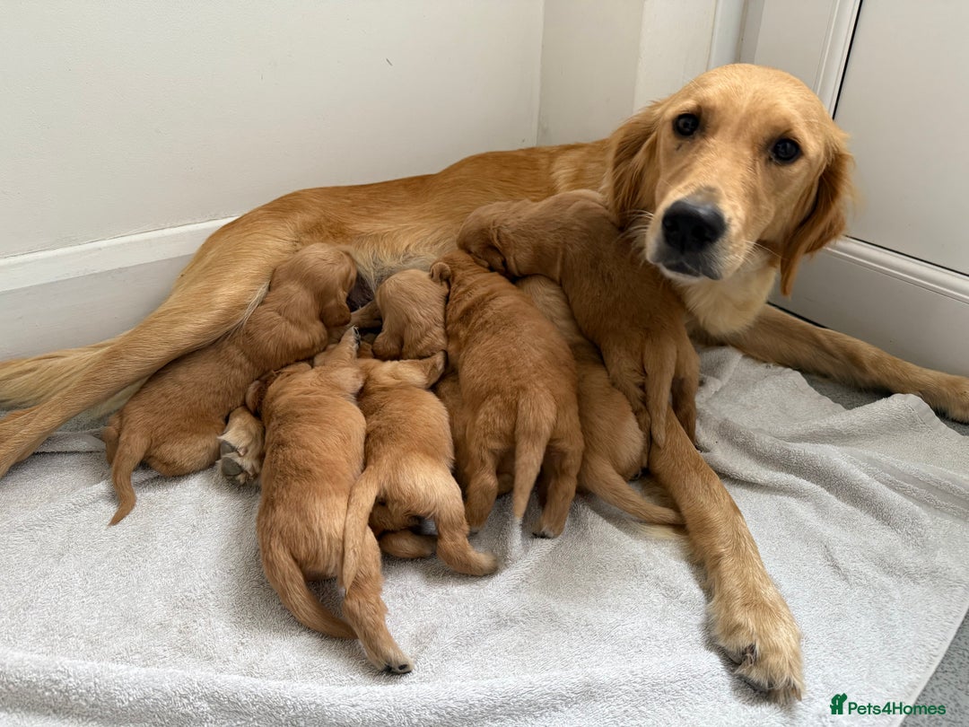 Golden Retriever dogs for sale: Stunning KC registered Golden Retriever puppies - Image 11