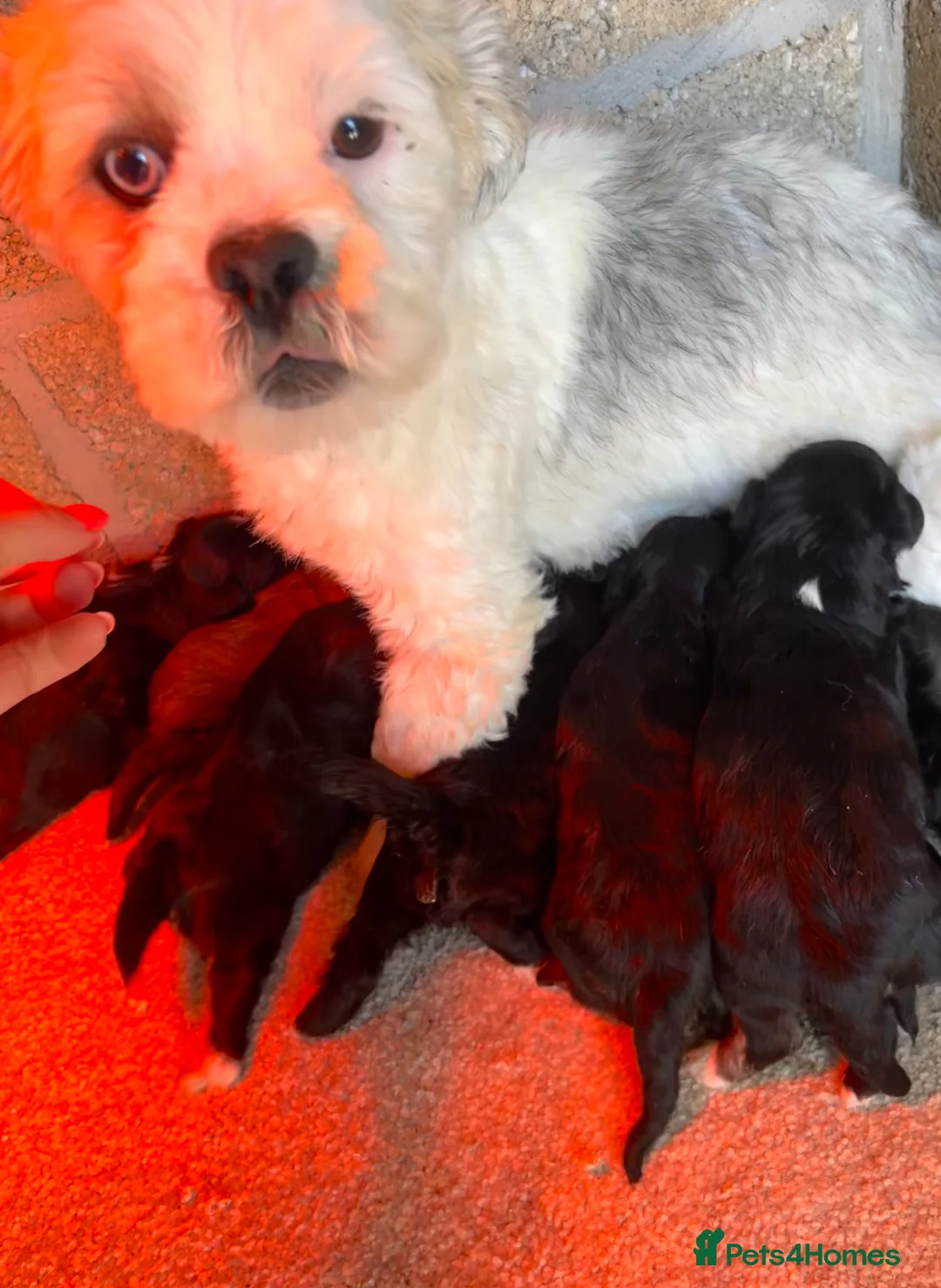 Lhasapoo dogs for sale: Lhasapoo puppys  - Advert 7
