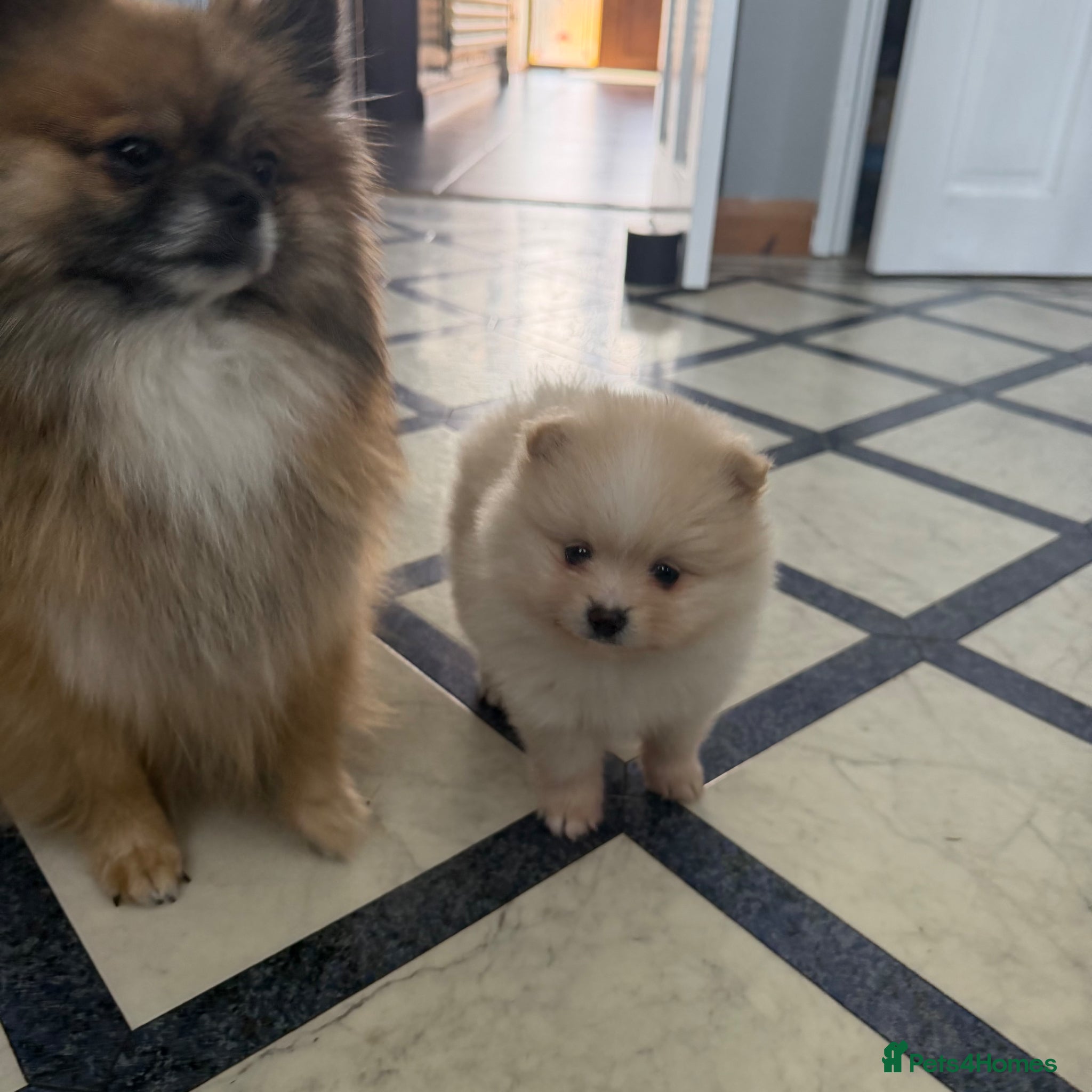 Pomeranian dogs KC registered LAST  💕GIRl  💕READY to go ! - Advert 18