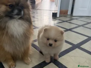 Pomeranian dogs KC registered LAST 💕GIRl 💕READY to go ! - Advert 4