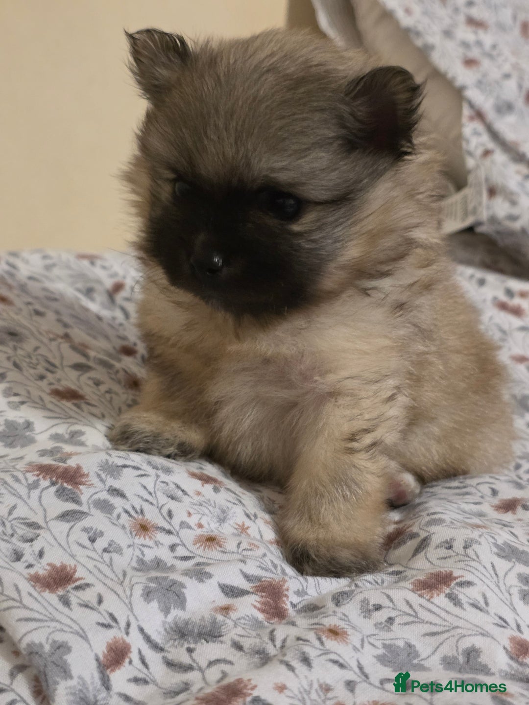 Pomeranian dogs for sale: Hello - Advert 17