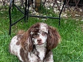 Toy Poodle dogs STUNNING Health Tested Toy Poodle for STUD - Advert 12