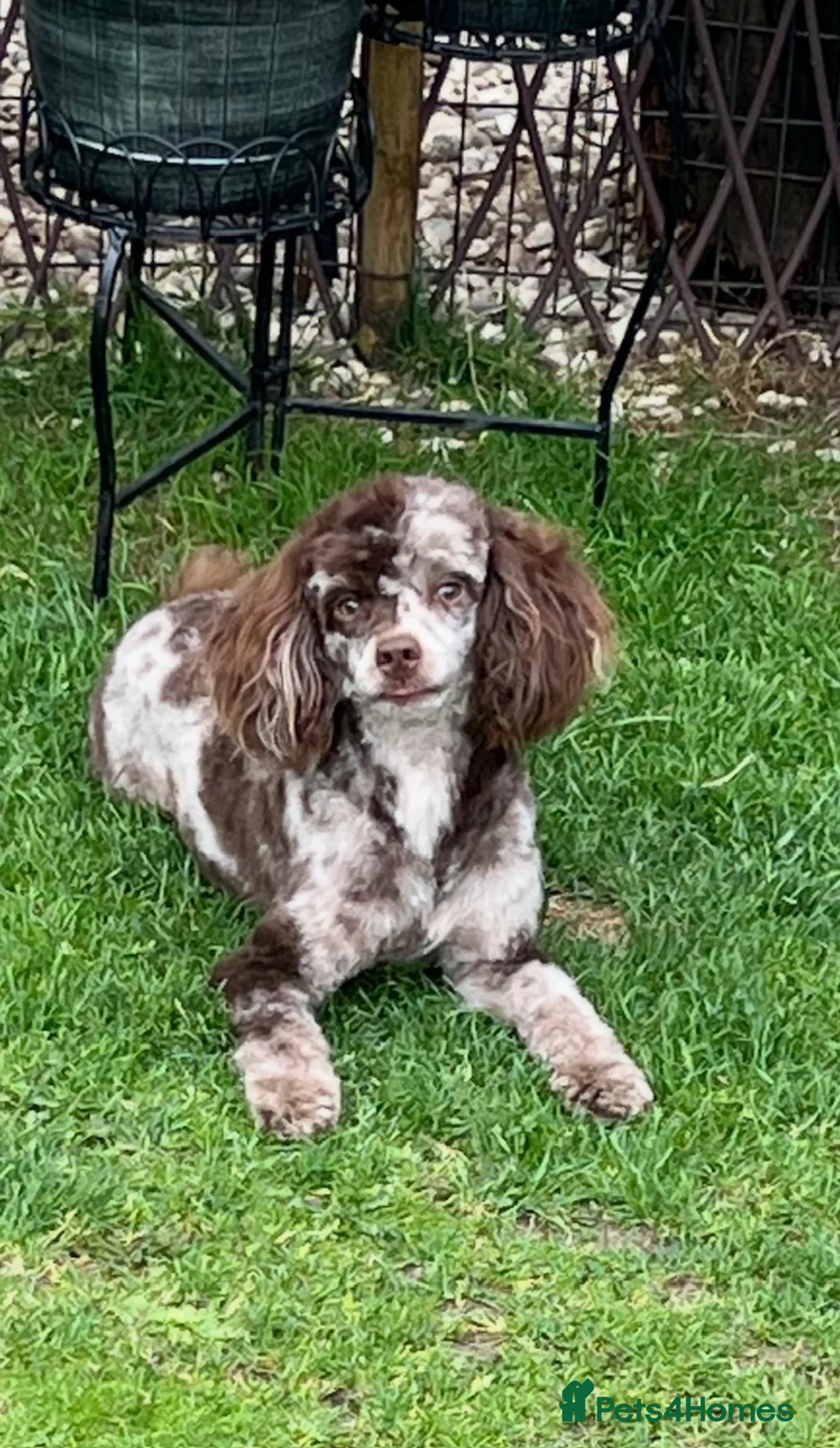 Toy Poodle dogs for stud: STUNNING Health Tested Toy Poodle for STUD - Advert 1