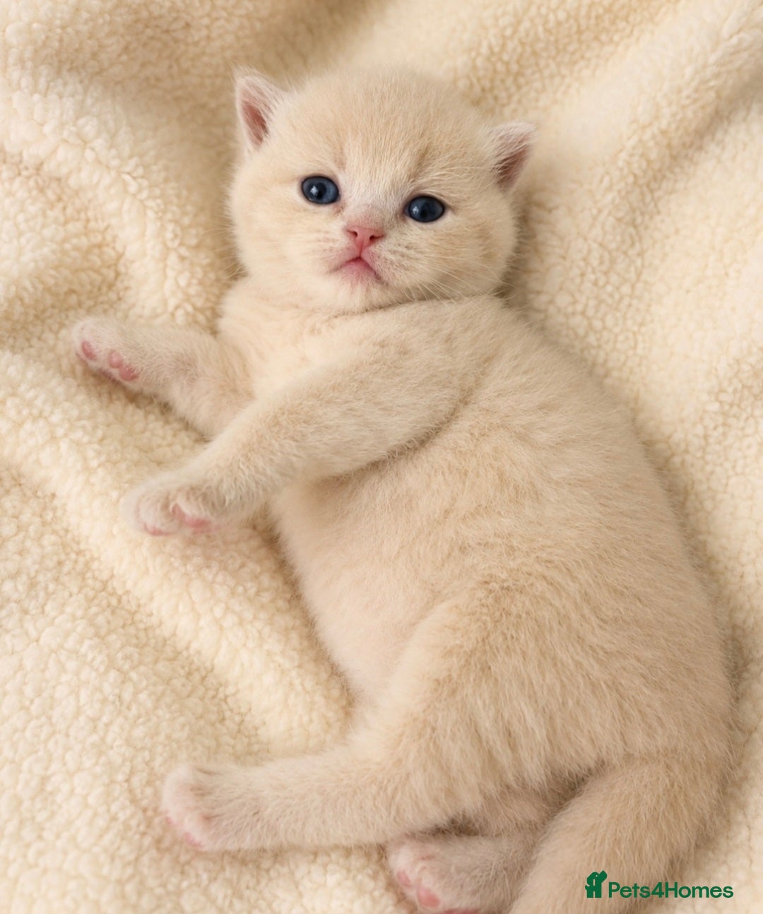 British Shorthair cats GCCF exceptional quality British Shorthair kittens - Advert 1