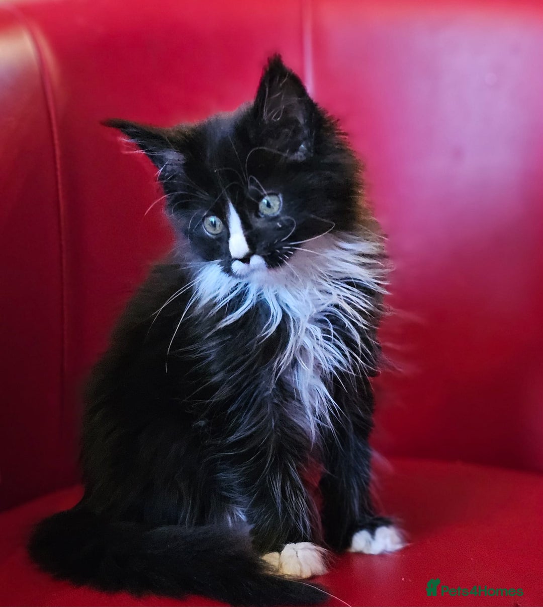 Maine Coon cats for sale: Beautiful Maine Coons kittens - Advert 10