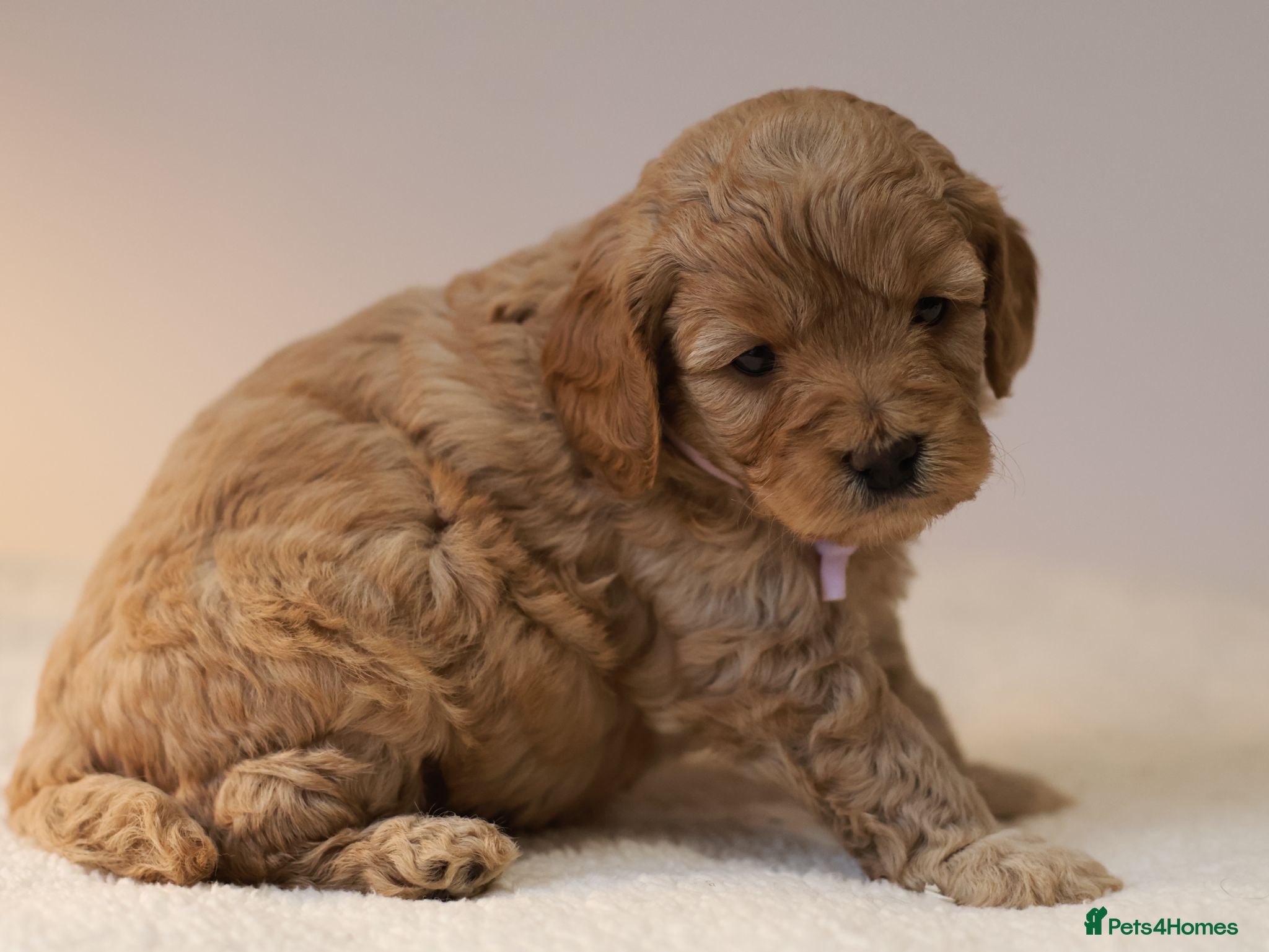 Cavapoo dogs 5*Licensed+DNAtested+Vetchecked+Red+Apricot+Cream - Advert 2